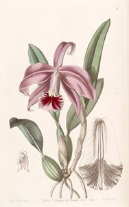 Sophronitis pumila